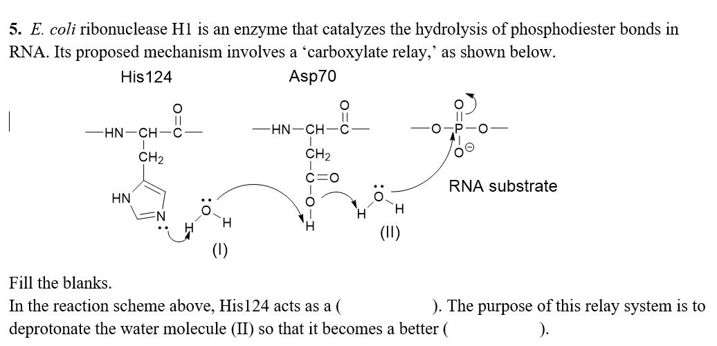 5. E. coli ribonuclease H1 is an enzyme that catalyzes the hydrolysis of phosphodiester bonds in
RNA. Its proposed mechanism involves a 'carboxylate relay,' as shown below.
His124
Asp70
||
-HN-CH-C
-HN-CH-C-
CH2
CH2
c=0
RNA substrate
HN
H.
H.
(1)
Fill the blanks.
In the reaction scheme above, His124 acts as a (
). The purpose of this relay system is to
deprotonate the water molecule (II) so that it becomes a better (
:0
