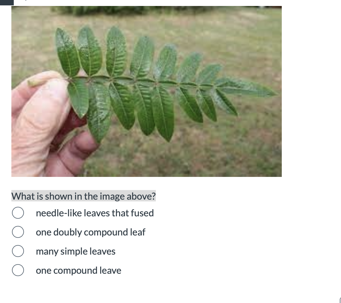 What is shown in the image above?
needle-like leaves that fused
one doubly compound leaf
many simple leaves
one compound leave