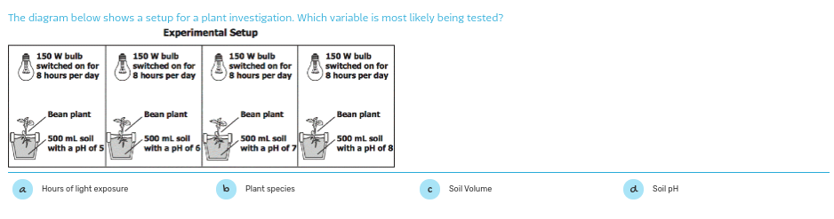 The diagram below shows a setup for a plant investigation. Which variable is most likely being tested?
Experimental Setup
150 W bulb
switched on for
8 hours per day
150 W bulb
switched on for
8 hours per day
150 W bulb
switched on for
8 hours per day
150 W bulb
switched on for
8 hours per day
Bean plant
Bean plant
Bean plant
Bean plant
500 mL soil
500 ml soll
500 ml soil
500 mL soil
with a pH of 5
with a pH of 6
with a pH of 7
with a pH of 8
Hours of light exposure
Plant species
Soil Volume
d
Soil pH
a
