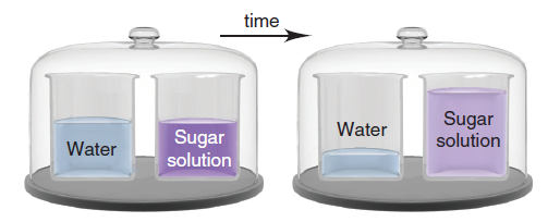 time
Sugar
solution
Water
Sugar
solution
Water
