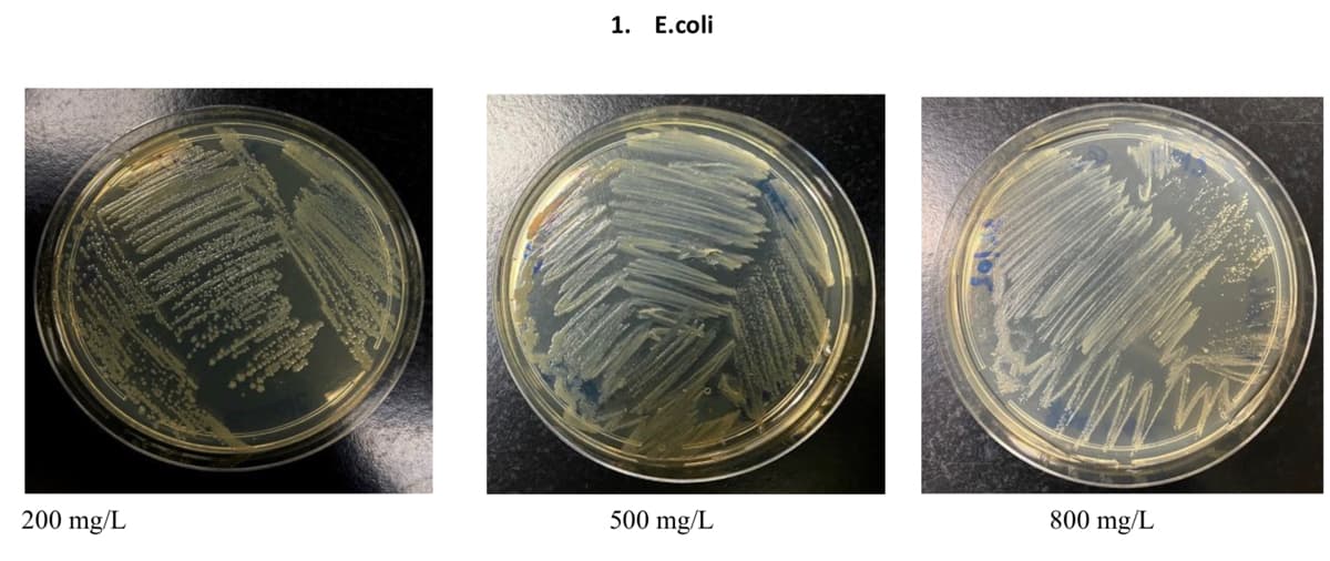 1. E.coli
500 mg/L
800 mg/L
200 mg/L
