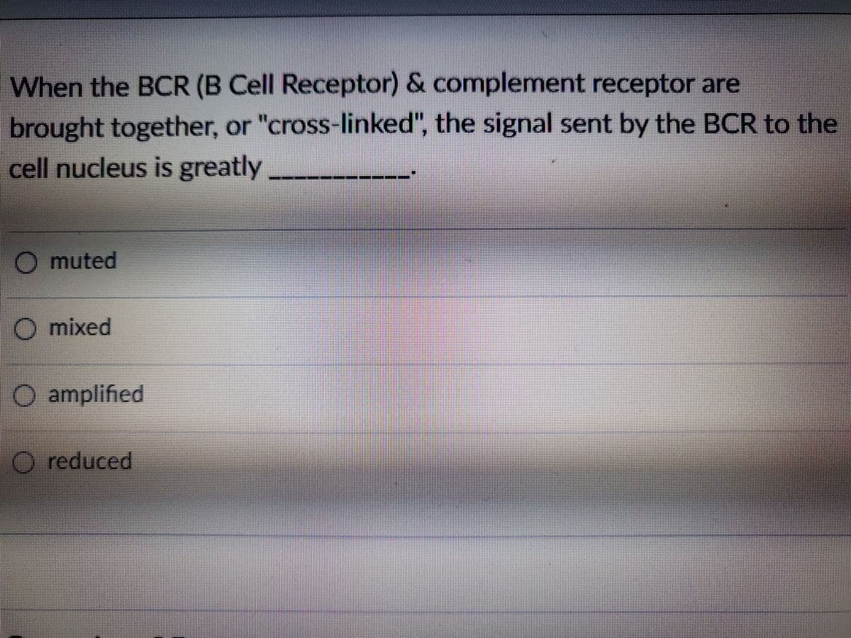 When the BCR (B Cell Receptor) & complement receptor are
brought together, or "cross-linked", the signal sent by the BCR to the
cell nucleus is greatly
O muted
O mixed
O amplified
O reduced