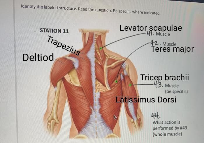 Identify the labeled structure. Read the question. Be specific where indicated.
Levator scapulae
41. Muscle
42. Muscle
Teres major
STATION 11
Trapezius
Deltiod
Tricep brachii
-43. Muscle
(be specific)
Latissimus Dorsi
44.
What action is
performed by # 43
(whole muscle)

