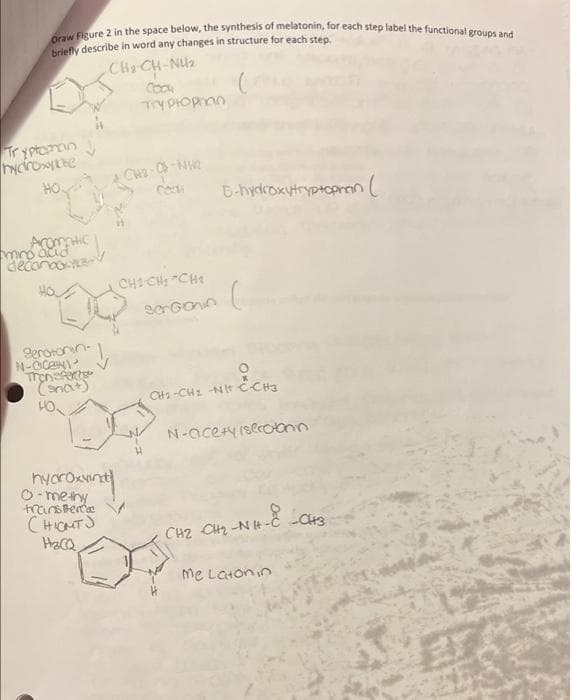 Draw Figure 2 in the space below, the synthesis of melatonin, for each step label the functional groups and
briefly describe in word any changes in structure for each step.
CH, CHÍNH
COOK
Try Prophon
*CW2-03-NW2
5-hydroxytryptopman (
CHỊCH CHO
C
Ser Gonin
Mr Eco₂
CHI CHINH CHO
N-acety Iserotonin
CHI CHINH
Me Latonin
Tryptaman
c
HO.
Aromitic
miro and
decoroo
Serotonin-
N-CO
Transfers
(snd+)
40
↓
09
hydroxvint
0-methy
trans Berda
(HIGMT)
H₂CQ
CH3