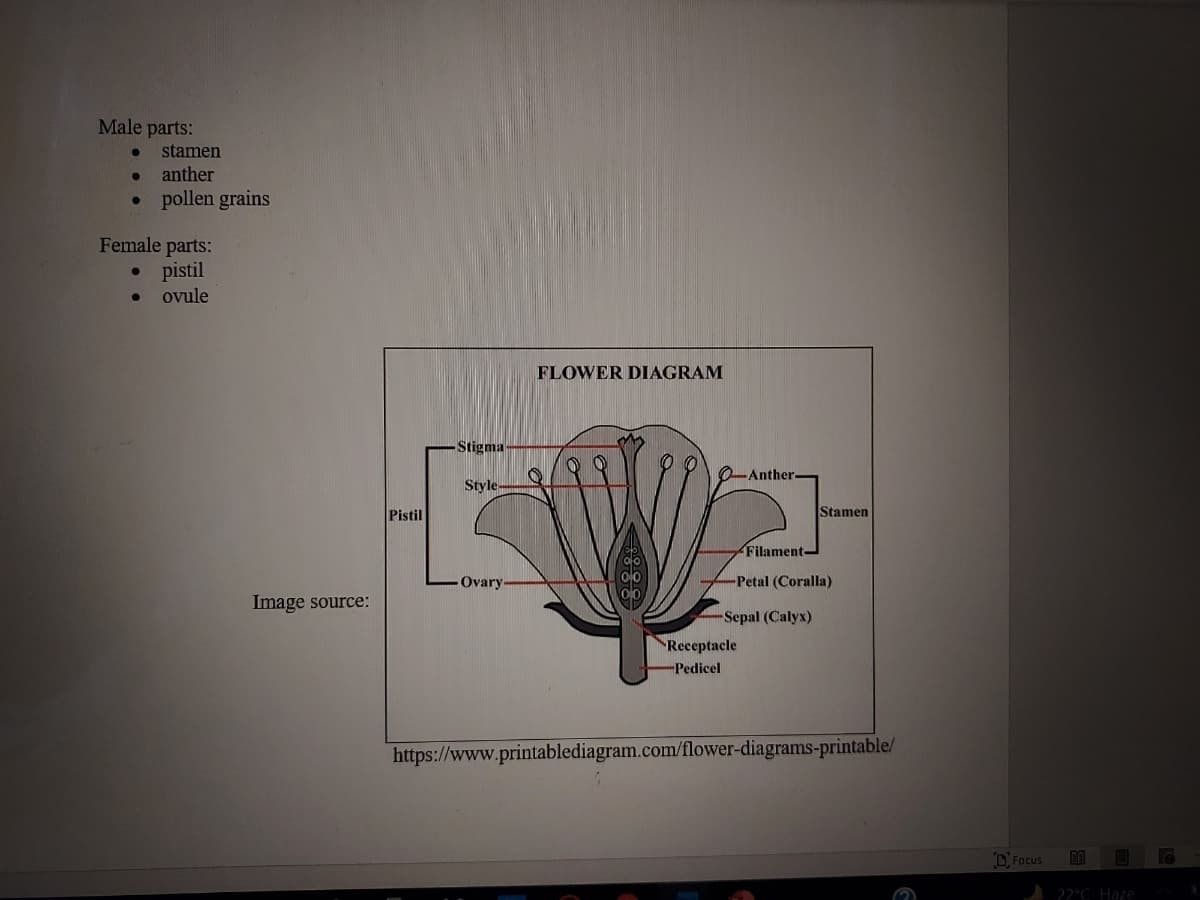 Male parts:
stamen
anther
pollen grains
Female parts:
• pistil
ovule
FLOWER DIAGRAM
Stigma
O-Anther.
Style
Pistil
Stamen
Filament-
Ovary
-Petal (Coralla)
Image source:
-Sepal (Calyx)
Receptacle
-Pedicel
https://www.printablediagram.com/flower-diagrams-printable/
D Focus
DO
Lo
22°C Haze
