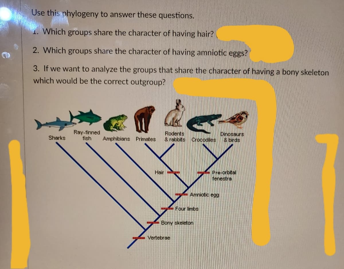 Use this phylogeny to answer these questions.
1. Which groups share the character of having hair?
2. Which groups share the character of having amniotic eggs?
3. If we want to analyze the groups that share the character of having a bony skeleton
which would be the correct outgroup?
Ray-finned
fish
Rodents
& rabbits
Dinosaurs
8 birds
Sharks
Amphibians Primates
Crocodiles
Hair
Pre-orbital
fenestra
Amniotic egg
Four limbs
Bony skeleton
Vertebrae
