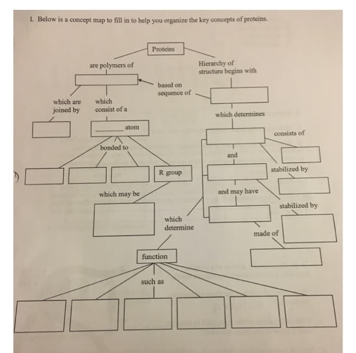 I. Below is a concept map to fill in to help you organize the key concepts of proteins.
Proteins
Hierarchy of
structure begins with
are polymers of
based on
sequence of
which are
which
joined by
consist of a
which determines
atom
consists of
bonded to
and
stabilized by
R group
which may be
and may have
stabilized by
which
determine
made of
function
such as
