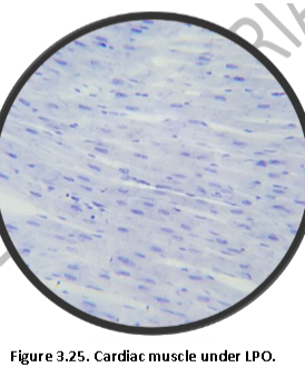 RI
Figure 3.25. Cardiac muscle under LPO.