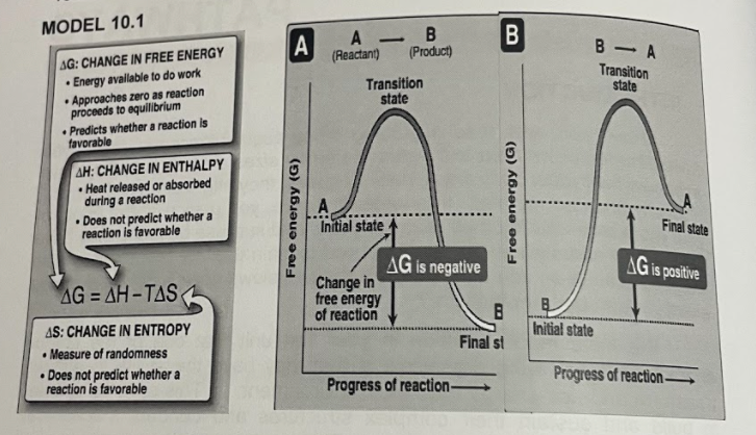 MODEL 10.1
A
(Reactant)
-
B- A
AG: CHANGE IN FREE ENERGY
Energy available to do work
Approaches zero as reaction
proceeds to equillibrium
• Predicts whether a reaction is
favorable
(Product)
Transition
state
Transition
state
AH: CHANGE IN ENTHALPY
• Heat released or absorbed
during a reaction
• Does not predict whether a
reaction is favorable
A
Initial state
Final state
AG is negative
AG is positive
Change in
free energy
of reaction
AG = AH-TAS
%3D
AS: CHANGE IN ENTROPY
Initial state
Final st
Measure of randomness
• Does not predict whether a
reaction is favorable
Progress of reaction-
Progress of reaction–
B
(5) KBJoue 00
Free energy (G)
