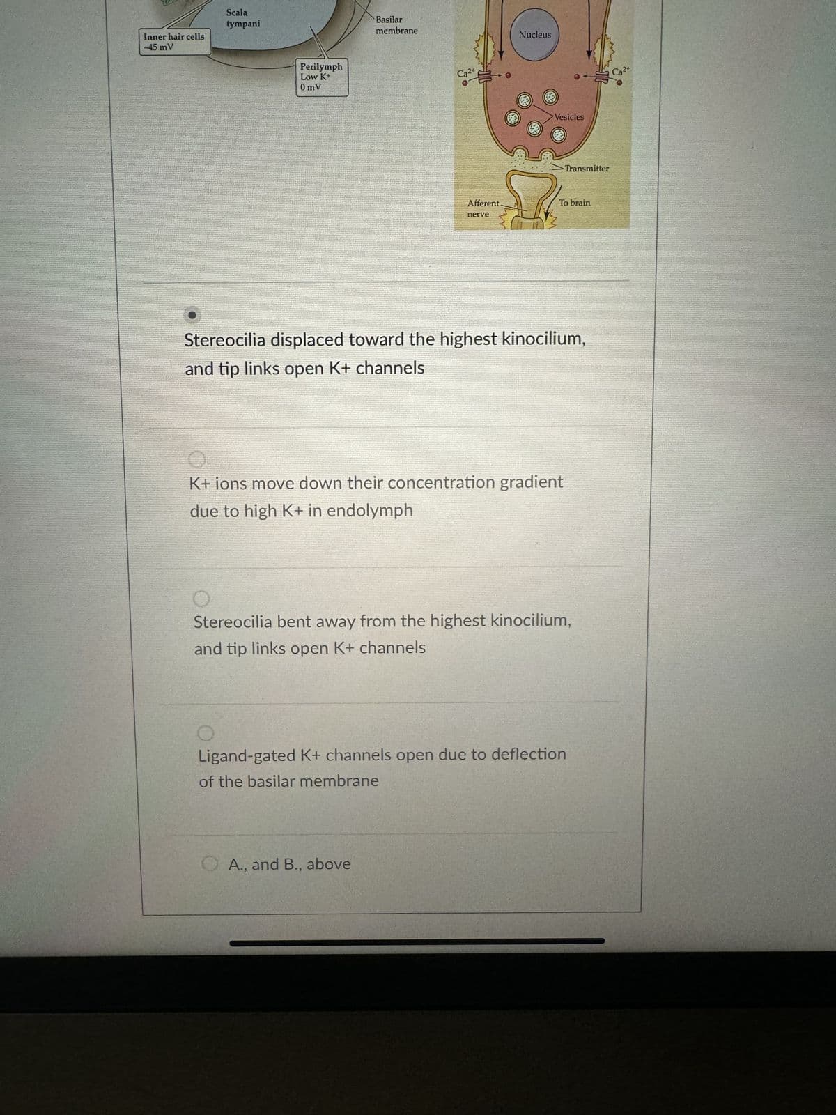 Inner hair cells
-45 mV
Scala
tympani
Perilymph
Low K+
0mV
Basilar
membrane
Ca2
Afferent.
nerve
Nucleus
A., and B., above
Vesicles
Transmitter
To brain
Stereocilia displaced toward the highest kinocilium,
and tip links open K+ channels
K+ ions move down their concentration gradient
due to high K+ in endolymph
Stereocilia bent away from the highest kinocilium,
and tip links open K+ channels
Ligand-gated K+ channels open due to deflection
of the basilar membrane