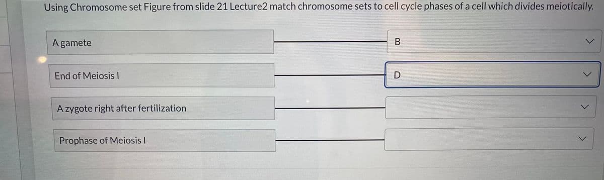Using Chromosome set Figure from slide 21 Lecture2 match chromosome sets to cell cycle phases of a cell which divides meiotically.
A gamete
End of Meiosis I
A zygote right after fertilization
Prophase of Meiosis I
B
D
<