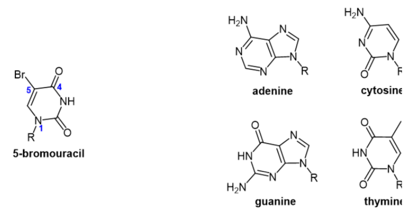 H2N
H2N
N
Br
4
adenine
cytosine
NH
R
5-bromouracil
HN
HN
H2N
guanine
thymine

