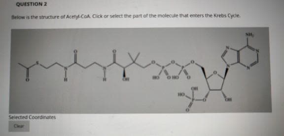 QUESTION 2
Below is the structure of Acetyl-CoA. Click or select the part of the molecule that enters the Krebs Cycle.
Selected Coordinates
Cear
