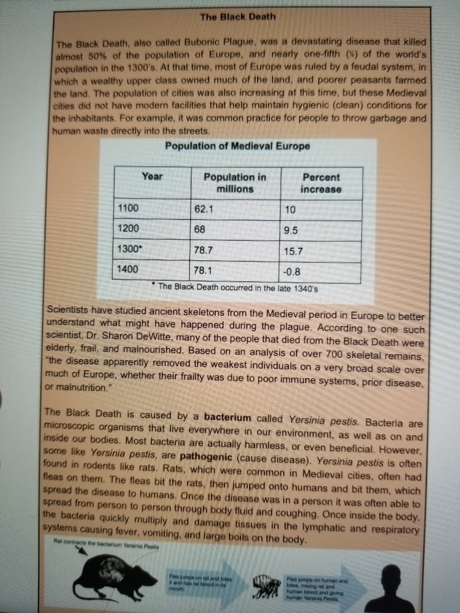 The Black Death
The Black Death, also called Bubonic Plague, was a devastating disease that killed
almost 50% of the population of Europe, and nearly one-fifth (%) of the world's
population in the 1300's. At that time, most of Europe was ruled by a feudal system, in
which a wealthy upper class owned much of the land, and poorer peasants farmed
the land. The population of cities was also increasing at this time, but these Medieval
cities did not have modern facilities that help maintain hygienic (clean) conditions for
the inhabitants. For example, it was common practice for people to throw garbage and
human waste directly into the streets.
Population of Medieval Europe
Percent
Population in
millions
Year
increase
1100
62.1
10
1200
68
9.5
1300
78.7
15.7
1400
78.1
-0.8
The Black Death occurred in the late 1340's
Scientists have studied ancient skeletons from the Medieval period in Europe to better
understand what might have happened during the plague. According to one such
scientist, Dr. Sharon DeWitte, many of the people that died from the Black Death were
elderly, frail, and malnourished. Based on an analysis of over 700 skeletal remains,
"the disease apparently removed the weakest individuals on a very broad scale over
much of Europe, whether their frailty was due to poor immune systems, prior disease,
or malnutrition."
The Black Death is caused by a bacterium called Yersinia pestis. Bacteria are
microscopic organisms that live everywhere in our environment, as well as on and
inside our bodies. Most bacteria are actually harmless, or even beneficial. However,
some like Yersinia pestis, are pathogenic (cause disease). Yersinia pestis is often
found in rodents like rats. Rats, which were common in Medieval cities, often had
fleas on them. The fleas bit the rats, then jumped onto humans and bit them, which
spread the disease to humans. Once the disease was in a person it was often able to
spread from person to person through body fluid and coughing. Once inside the body,
the bacteria quickly multiply and damage tissues in the lymphatic and respiratory
systems causing fever, vomiting, and large boils on the body.
Rat contracts the bacterium Yersinia Pestis
Flea ps on at and bies
and has a bood in its
mouth
Flea jumps on human and
bites mixing rat and
human blood and giving
human Yersinia Pestis
