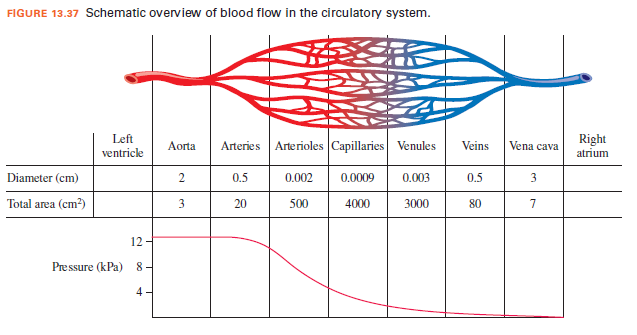 FIGURE 13.37 Schematic overview of blood flow in the circulatory system.
Left
Arteries Arterioles Capillaries
Right
atrium
Aorta
Venules
Veins
Vena cava
ventricle
Diameter (cm)
0.5
0.002
0.0009
0.003
0.5
3
Total area (cm?)
3
20
500
4000
3000
80
7
12-
Pressure (kPa) 8
4.
