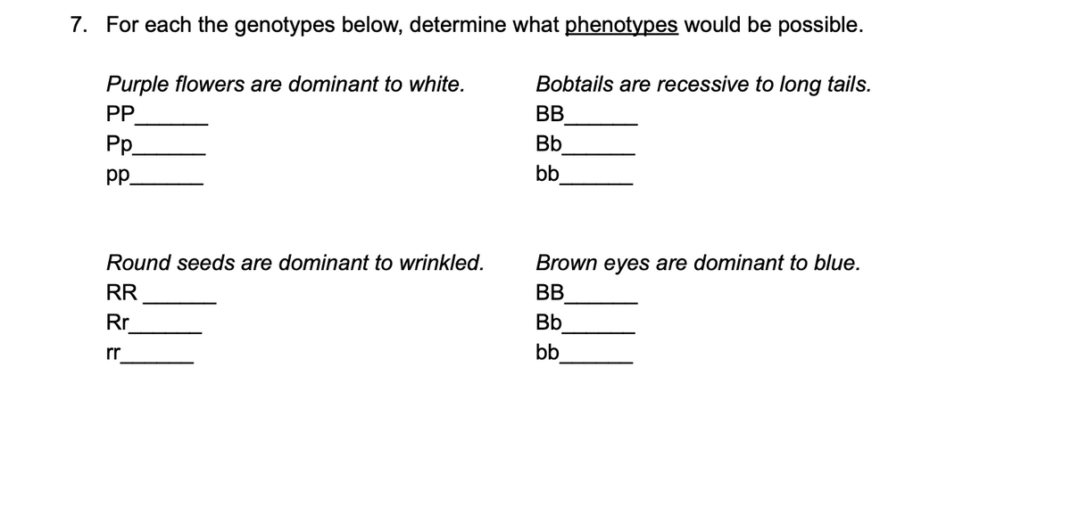 7. For each the genotypes below, determine what phenotypes would be possible.
Purple flowers are dominant to white.
PP
Bobtails are recessive to long tails.
BB
Bb
bb
Pp.
p.
Brown eyes are dominant to blue.
Round seeds are dominant to wrinkled.
BB
RR
Bb.
Rr
bb
rr
