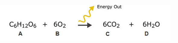 Energy Out
C6H1206 + 602
6CO2
+
6H2O
A
B
