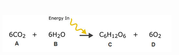 Energy In
6CO2 +
6H20
CоН1206 +
602
A
B
