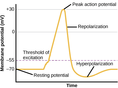 Peak action potential
+30
Repolarization
Threshold of
excitation
-55
Hyperpolarization
-70
Resting potential
Time
Membrane potential (mV)
