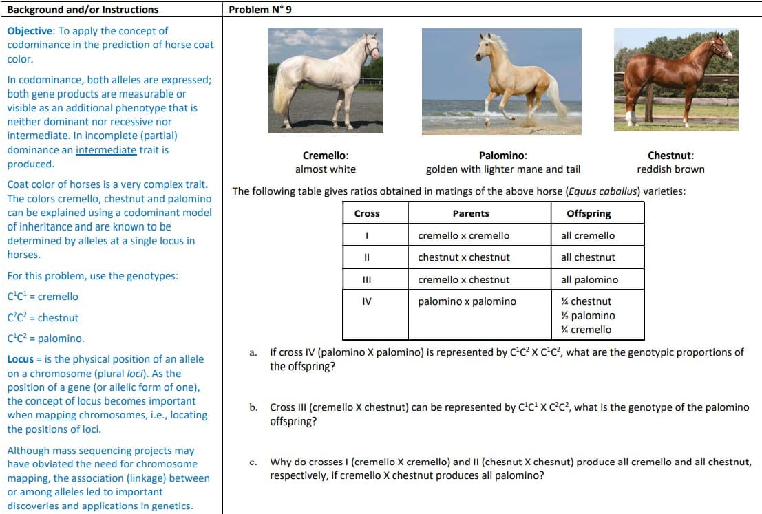 Background and/or Instructions
Problem N° 9
Objective: To apply the concept of
codominance in the prediction of horse coat
color.
In codominance, both alleles are expressed;
both gene products are measurable or
visible as an additional phenotype that is
neither dominant nor recessive nor
intermediate. In incomplete (partial)
dominance an intermediate trait is
Cremello:
Palomino:
Chestnut:
produced.
almost white
golden with lighter mane and tail
reddish brown
Coat color of horses is a very complex trait.
The following table gives ratios obtained in matings of the above horse (Equus caballus) varieties:
The colors cremello, chestnut and palomino
can be explained using a codominant model
Cross
Parents
Offspring
of inheritance and are known to be
cremello x cremello
all cremello
determined by alleles at a single locus in
horses.
II
chestnut x chestnut
all chestnut
For this problem, use the genotypes:
cremello x chestnut
all palomino
II
C'C' = cremello
IV
palomino x palomino
% chestnut
C?C? = chestnut
½ palomino
% cremello
C'c? = palomino.
If cross IV (palomino X palomino) is represented by C'C? x c'c², what are the genotypic proportions of
the offspring?
а.
Locus = is the physical position of an allele
on a chromosome (plural loci). As the
position of a gene (or allelic form of one),
the concept of locus becomes important
when mapping chromosomes, i.e., locating
the positions of loci.
Cross III (cremello X chestnut) can be represented by C'C' x C?c?, what is the genotype of the palomino
offspring?
b.
Although mass sequencing projects may
c. Why do crosses I (cremello X cremello) and II (chesnut X chesnut) produce all cremello and all chestnut,
respectively, if cremello X chestnut produces all palomino?
have obviated the need for chromosome
mapping, the association (linkage) between
or among alleles led to important
discoveries and applications in genetics.
