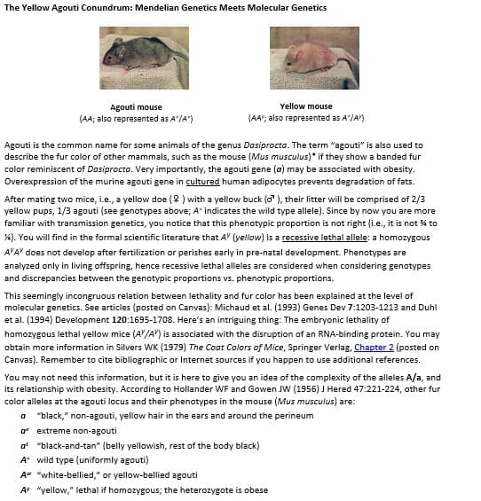 The Yellow Agouti Conundrum: Mendelian Genetics Meets Molecular Genetics
Yellow mouse
Agouti mouse
(AA; also represented as A'/A")
(AA"; also represented as A/A)
Agouti is the common name for some animals of the genus Dasiprocta. The term "agouti" is also used to
describe the fur color of other mammals, such as the mouse (Mus musculus)* if they show a banded fur
color reminiscent of Dosiprocta. Very importantly, the agouti gene (a) may be associated with obesity.
Overexpression of the murine agouti gene in cultured human adipocytes prevents degradation of fats.
After mating two mice, i.e., a yellow doe (9 ) with a yellow buck ( ), their litter will be comprised of 2/3
yellow pups, 1/3 agouti (see genotypes above; A' indicates the wild type allele). Since by now you are more
familiar with transmission genetics, you notice that this phenotypic proportion is not right (i.e., it is not % to
%). You will find in the formal scientific literature that A' (yellow) is a recessive lethal allele: a homozygous
A'A" does not develop after fertilization or perishes early in pre-natal development. Phenotypes are
analyzed only in living offspring, hence recessive lethal alleles are considered when considering genotypes
and discrepancies between the genotypic proportions vs. phenotypic proportions.
This seemingly incongruous relation between lethality and fur color has been explained at the level of
molecular genetics. See articles (posted on Canvas): Michaud et al. (1993) Genes Dev 7:1203-1213 and Duhl
et al. (1994) Development 120:1695-1708. Here's an intriguing thing: The embryonic lethality of
homozygous lethal yellow mice (A'/A") is associated with the disruption of an RNA-binding protein. You may
obtain more information in Silvers WK (1979) The Coat Colors of Mice, Springer Verlag, Chapter 2 (posted on
Canvas). Remember to cite bibliographic or Internet sources if you happen to use additional references.
You may not need this information, but it is here to give you an idea of the complexity of the alleles A/a, and
its relationship with obesity. According to Hollander WF and Gowen JW (1956) J Hered 47:221-224, other fur
color alleles at the agouti locus and their phenotypes in the mouse (Mus musculus) are:
a "black," non-agouti, yellow hair in the ears and around the perineum
a* extreme non-agouti
a' "black-and-tan" (belly yellowish, rest of the body black)
A wild type (uniformly agouti)
A" "white-bellied," or yellow-bellied agouti
A "yellow," lethal if homozygous; the heterozygote is obese
