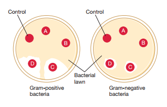 Control
Control
A
A
B.
B
D
Bacterial
lawn
Gram-positive
bacteria
Gram-negative
bacteria
