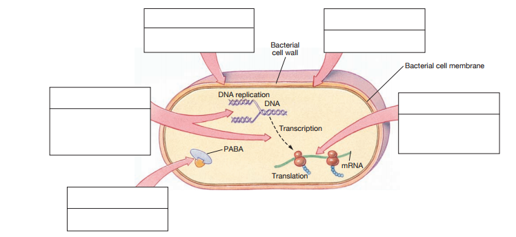 Bacterial
cell wall
Bacterial cell membrane
DNA replication
DNA
Transcription
PABA
MRNA
Translation
