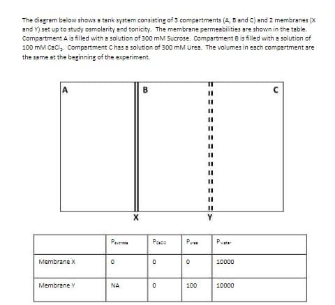 The diagram below shows a tank system consisting of 3 compartments (A, B and C) and 2 membranes (X
and Y) set up to study osmolarity and tonicity. The membrane permeabilities are shown in the table.
Compartment A is filled with a solution of 300 mM Sucrose. Compartment B is filled with a solution of
100 mM CaCl, Compartment C has a solution of 300 mM Urea. The volumes in each compartment are
the same at the beginning of the experiment.
A
Membrane X
Membrane Y
P
0
NA
X
B
Po
0
0
Purs
0
100
11
11
11
II
II
II
11
11
11
II
II
II
Y
10000
10000