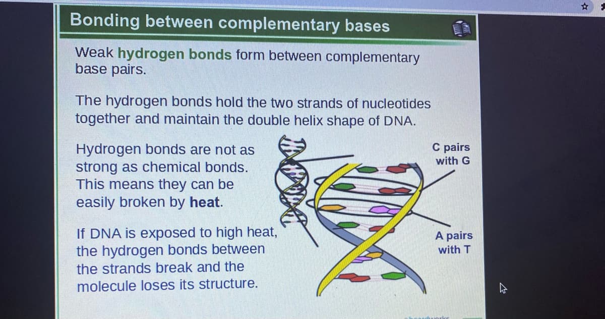 Bonding between complementary bases
Weak hydrogen bonds form between complementary
base pairs.
The hydrogen bonds hold the two strands of nucleotides
together and maintain the double helix shape of DNA.
C pairs
with G
Hydrogen bonds are not as
strong as chemical bonds.
This means they can be
easily broken by heat.
If DNA is exposed to high heat,
the hydrogen bonds between
the strands break and the
A pairs
with T
molecule loses its structure.
