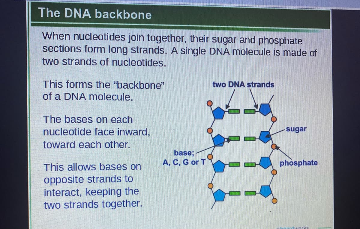 The DNA backbone
When nucleotides join together, their sugar and phosphate
sections form long strands. A single DNA molecule is made of
two strands of nucleotides.
This forms the "backbone"
two DNA strands
of a DNA molecule.
The bases on each
nucleotide face inward,
sugar
toward each other.
base;
A, C, G or T
phosphate
This allows bases on
opposite strands to
interact, keeping the
two strands together.
rdworks
