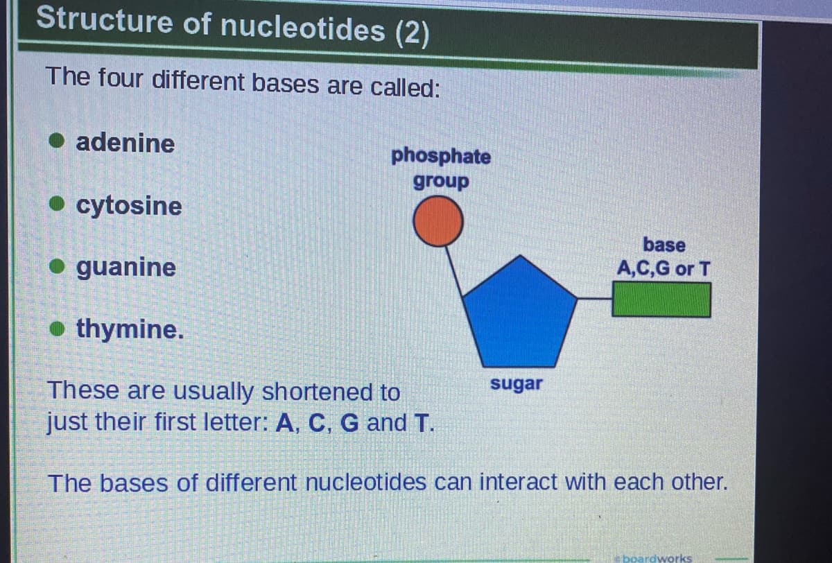 Structure of nucleotides (2)
The four different bases are called:
• adenine
phosphate
group
• cytosine
base
• guanine
A,C,G or T
• thymine.
sugar
These are usually shortened to
just their first letter: A, C, G and T.
The bases of different nucleotides can interact with each other.
e boardworks
