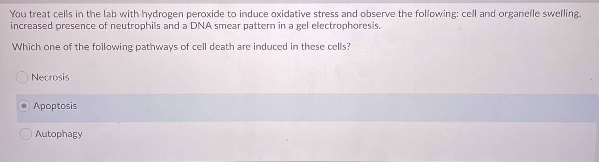 You treat cells in the lab with hydrogen peroxide to induce oxidative stress and observe the following: cell and organelle swelling,
increased presence of neutrophils and a DNA smear pattern in a gel electrophoresis.
Which one of the following pathways of cell death are induced in these cells?
Necrosis
OApoptosis
Autophagy
