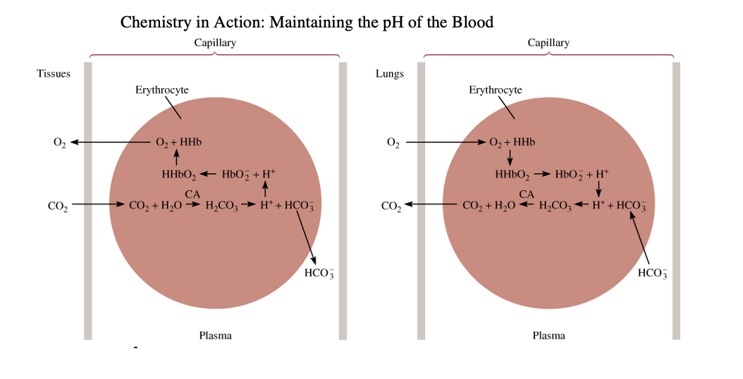 Chemistry in Action: Maintaining the pH of the Blood
Сapillary
Саpillary
Tissues
Lungs
Еrythrocyte
Erythrocyte
O2
O2 + HHb
O2
> 02+ HHb
HHBO, + Hb0, + H*
HHBO, → HbO, + H*
СА
СА
CO2
CO2 + H,0 → H,CO3 → H* + HCO,
CO2
CO2 + H,0 + H,CO, + H* + HCO,
HCO,
HCO3
Plasma
Plasma
