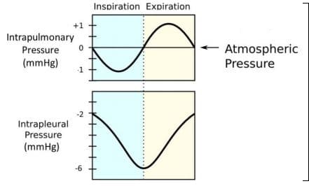 Inspiration Expiration
+1
Intrapulmonary
Atmospheric
Pressure
Pressure
(mmHg)
-1
-2
Intrapleural
Pressure
(mmHg)
-6
