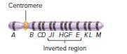 Centromere
B CD JI HGFE, KL M
Inverted reglon
