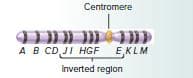 Centromere
AB CD JI HGF EKLM
Inverted reglon

