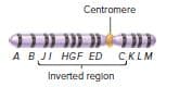 Centromere
A BJI HGF ED CKLM
Inverted reglon

