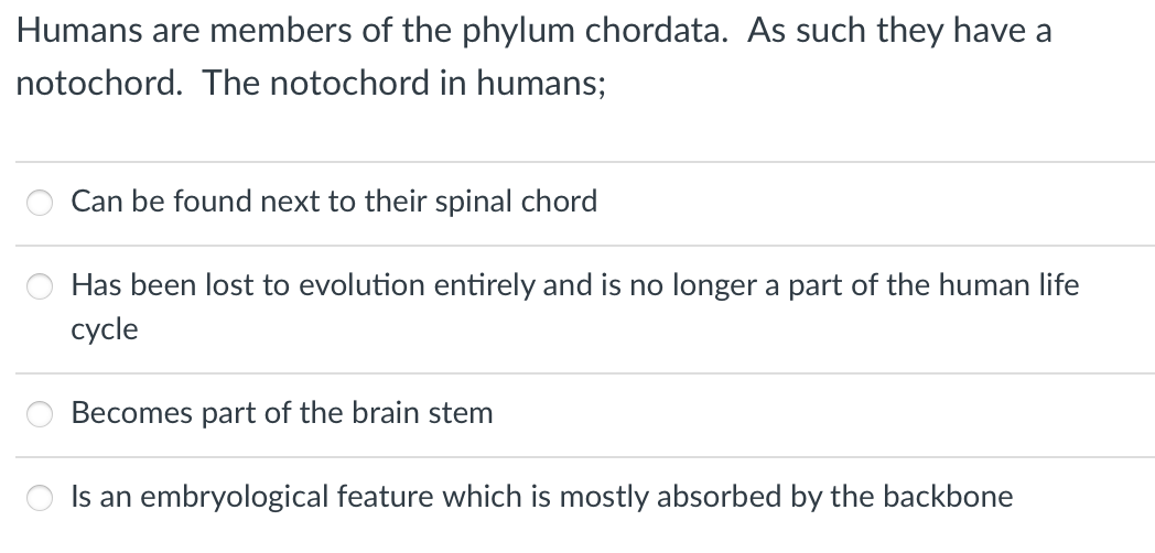 Humans are members of the phylum chordata. As such they have a
notochord. The notochord in humans;
Can be found next to their spinal chord
Has been lost to evolution entirely and is no longer a part of the human life
cycle
Becomes part of the brain stem
Is an embryological feature which is mostly absorbed by the backbone
