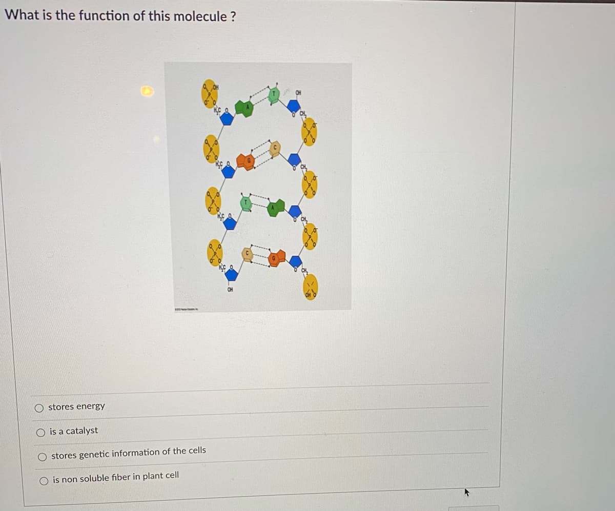 What is the function of this molecule ?
stores energy
O is a catalyst
O stores genetic information of the cells
O is non soluble fiber in plant cell
