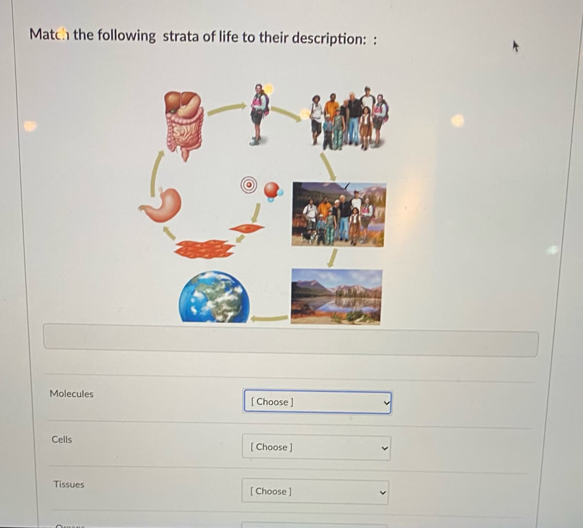 Match the following strata of life to their description: :
Molecules
[ Choose]
Cells
[ Choose ]
Tissues
[Choose ]
Organo
