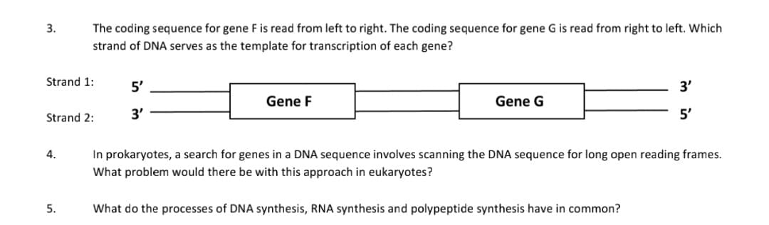 3.
Strand 1:
The coding sequence for gene F is read from left to right. The coding sequence for gene G is read from right to left. Which
strand of DNA serves as the template for transcription of each gene?
Strand 2:
4.
5.
5'
3'
Gene F
Gene G
3'
5'
In prokaryotes, a search for genes in a DNA sequence involves scanning the DNA sequence for long open reading frames.
What problem would there be with this approach in eukaryotes?
What do the processes of DNA synthesis, RNA synthesis and polypeptide synthesis have in common?