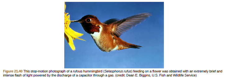 Figure 21.40 This stop-motion photograph of a rufous hummingbird (Selasphorus rufus) feeding on a flower was obtained with an extremely brief and
intense flash of light powered by the discharge of a capacitor through a gas. (credit: Dean E. Biggins, U.S. Fish and Wildlife Service)
