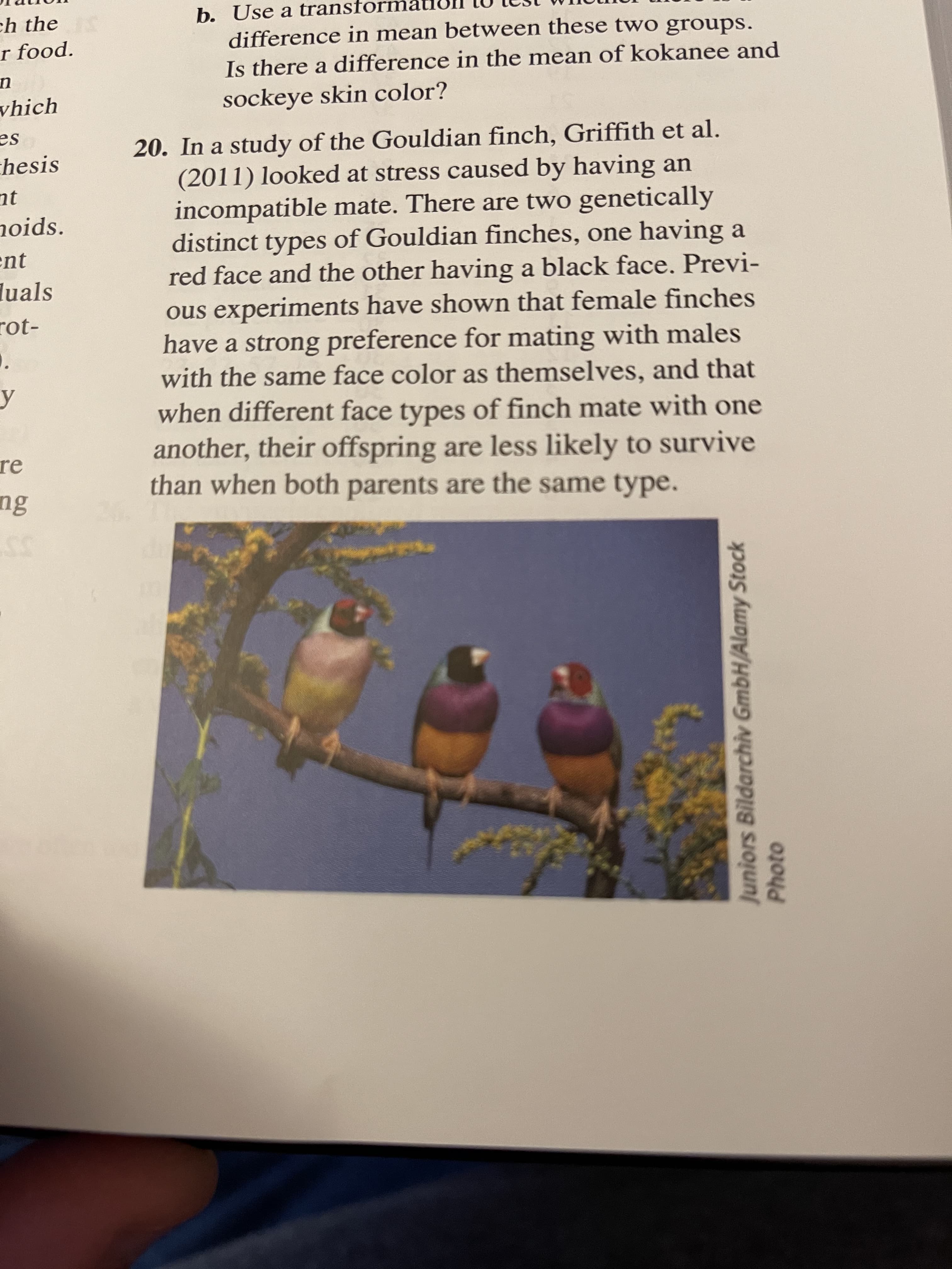 20. In a study of the Go
(2011) looked at stress caused by having an
incompatible mate. There are two genetically
distinct types of Gouldian finches, one having a
red face and the other having a black face. Previ-
ous experiments have shown that female finches
have a strong preference for mating with males
with the same face color as themselves, and that
when different face types of finch mate with one
another, their offspring are less likely to survive
than when both parents are the same type.
