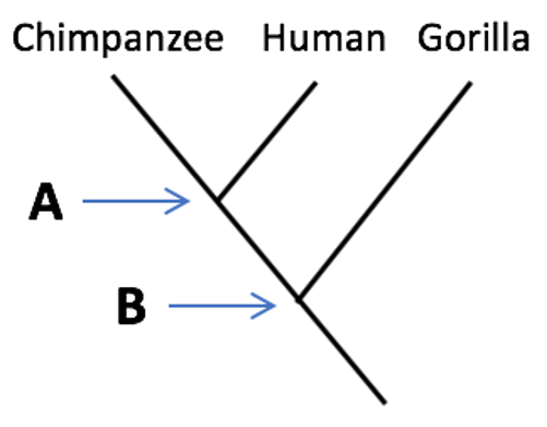 Chimpanzee Human Gorilla
A
В —
