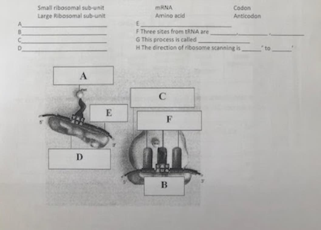 Small ribosomal sub-unit
MRNA
Codon
Large Ribosomal sub-unit
Amino acid
Anticodon
A
B.
F Three sites from tRNA are
G This process is called
H The direction of ribosome scanning is
D.
"to
C
E
B
