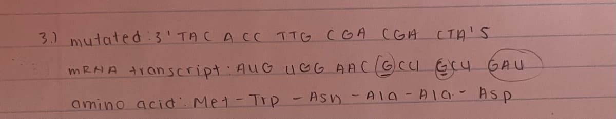 3.) mutated:3' TA CA CC TTG coA CGA CTA'5
mRAA transcript: AuG uGG AAC(GcU Gcu GAU
amino acid. Met- Trp - Asn - AIO -Ala Asp
