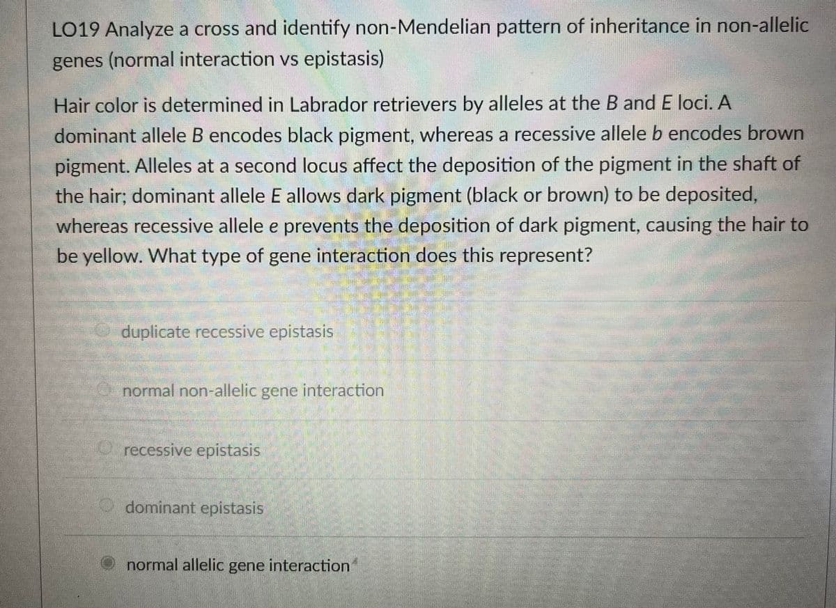LO19 Analyze a cross and identify non-Mendelian pattern of inheritance in non-allelic
genes (normal interaction vs epistasis)
Hair color is determined in Labrador retrievers by alleles at the B and E loci. A
dominant allele B encodes black pigment, whereas a recessive allele b encodes brown
pigment. Alleles at a second locus affect the deposition of the pigment in the shaft of
the hair; dominant allele E allows dark pigment (black or brown) to be deposited,
whereas recessive allele e prevents the deposition of dark pigment, causing the hair to
be yellow. What type of gene interaction does this represent?
duplicate recessive epistasis
normal non-allelic gene interaction
Orecessive epistasis
Odominant epistasis
normal allelic gene interaction