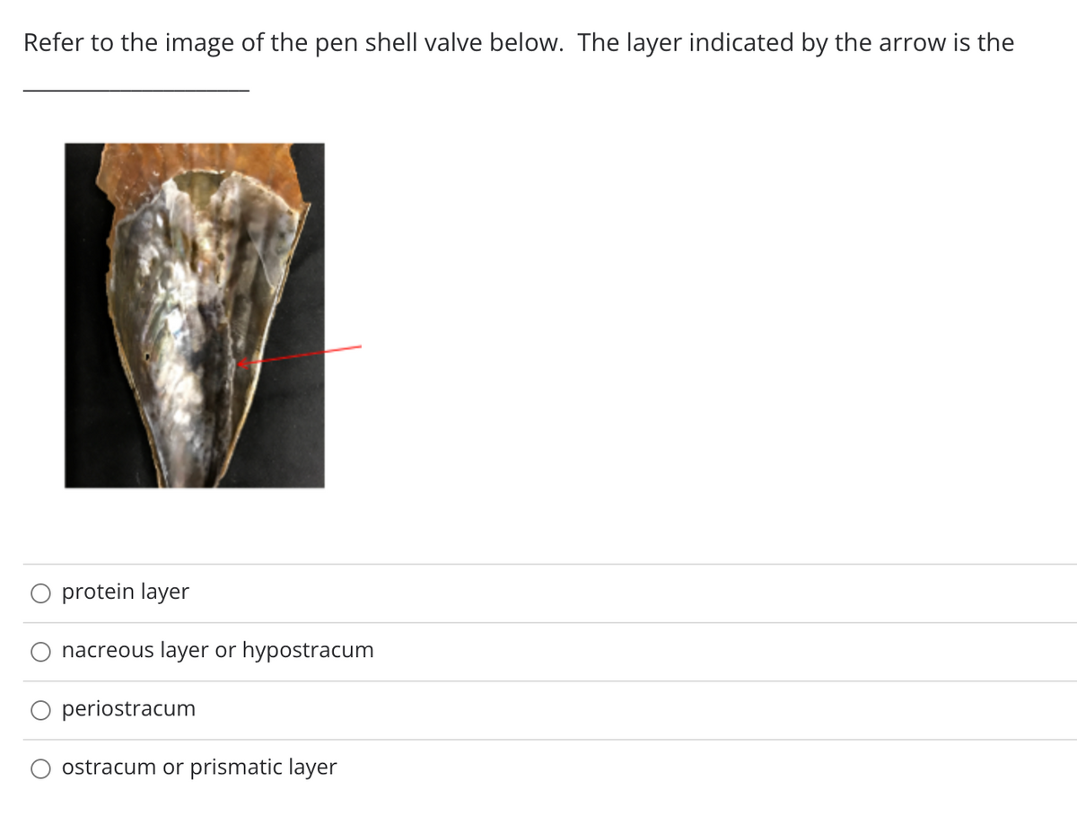 Refer to the image of the pen shell valve below. The layer indicated by the arrow is the
O protein layer
nacreous layer or hypostracum
O periostracum
ostracum or prismatic layer
