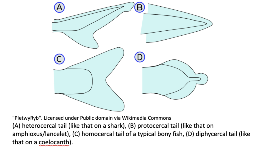 A
B
"PletwyRyb". Licensed under Public domain via Wikimedia Commons
(A) heterocercal tail (like that on a shark), (B) protocercal tail (like that on
amphioxus/lancelet), (C) homocercal tail of a typical bony fish, (D) diphycercal tail (like
that on a coelocanth).
wwww
