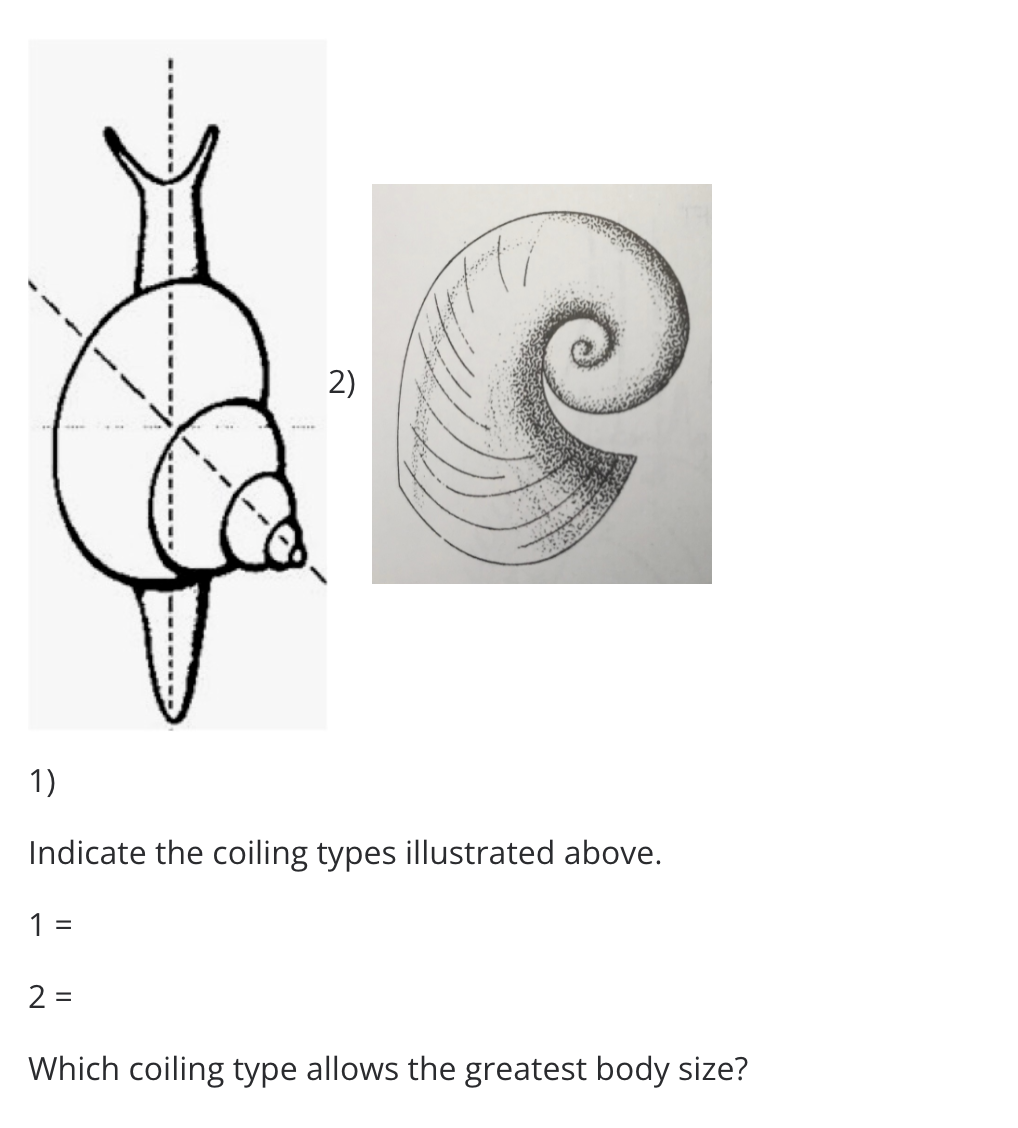 2)
1)
Indicate the coiling types illustrated above.
1 =
2 =
Which coiling type allows the greatest body size?
